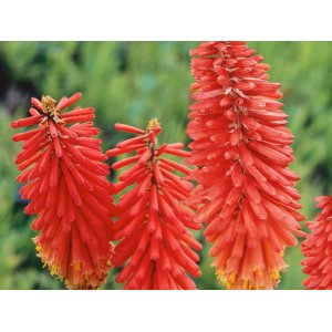 Fakľovka (Kniphofia) ´NANCY´S RED´ kont. C1L